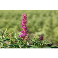 Kategorie <b>Produkt nicht gewünscht </b> - Buddleja davidii 'Butterfly Tower' 60-80 cm