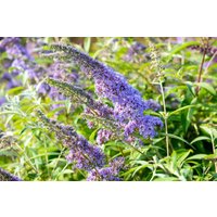 Kategorie <b>Produkt nicht gewünscht </b> - Buddleja davidii 'Empire Blue' 15-20 cm