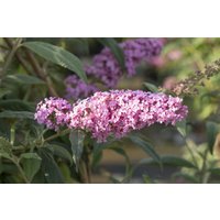 Kategorie <b>Produkt nicht gewünscht </b> - Buddleja davidii 'Fascination' 100-125 cm