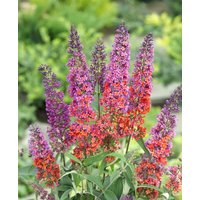 Kategorie <b>Produkt nicht gewünscht </b> - Buddleja davidii 'Flower Power' -R- 100-125 cm