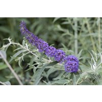 Kategorie <b>Produkt nicht gewünscht </b> - Buddleja davidii 'Nanho Blue' 15-20 cm