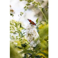 Kategorie <b>Produkt nicht gewünscht </b> - Buddleja 'Peace' 100-125 cm