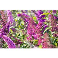 Kategorie <b>Produkt nicht gewünscht </b> - Buddleja davidii 'Royal Red' 100-125 cm
