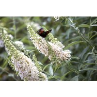 Kategorie <b>Produkt nicht gewünscht </b> - Buddleja 'White Profusion' 15-20 cm