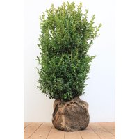 immergrüne Laubbäume - Buxus sempervirens arborescens 60-80 cm