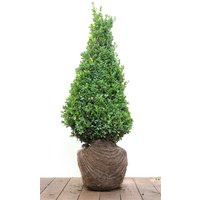 Kategorie <b>immergrüne Laubbäume </b> - Buxus sempervirens arborescens Pyramide 60-70 cm