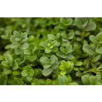 immergrüne Laubbäume - Buxus sempervirens 'Herrenhausen' 60-70 cm