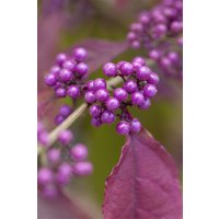 Kategorie <b>Produkt nicht gewünscht </b> - Callicarpa bodinieri giraldii 100-125 cm