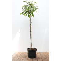 Kategorie <b>Produkt nicht gewünscht </b> - Callicarpa bodinieri 'Profusion' 80 cm Stammhöhe