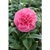 Kategorie <b>Blütensträucher und Ziergehölze </b> - Camellia x williamsii 'Debbie' 40-60 cm