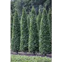 Kategorie <b>Laubbäume </b> - Carpinus betulus 'Fastigiata' 60-80 cm