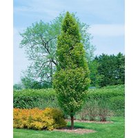 Kategorie <b>Laubbäume </b> - Carpinus betulus 'Lucas' 80-100 cm