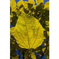 Kategorie <b>Produkt nicht gewünscht </b> - Catalpa bignonioides 'Aurea' 200-250 cm