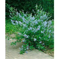 Kategorie <b>Produkt nicht gewünscht </b> - Ceanothus 'Emily Brown' 40- 60 cm