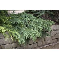 Kategorie <b>Nadelbäume u. Koniferen </b> - Cedrus deodara 'Feelin Blue' 30-40 cm