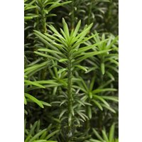 Laubbäume - Cephalotaxus harringtonii 'Fastigiata' 50-60 cm