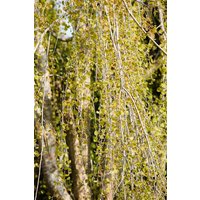 Blütensträucher und Ziergehölze - Cercidiphyllum japonicum 'Pendulum' 180 cm Stammhöhe