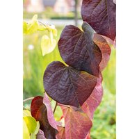 Kategorie <b>Blütensträucher und Ziergehölze </b> - Cercis canadensis 'Ruby Falls' 125 cm Stammhöhe