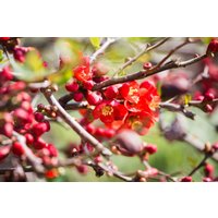 Kategorie <b>Produkt nicht gewünscht </b> - Chaenomeles japonica 'Cido' -R- 60-80 cm