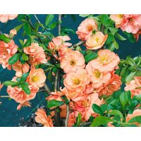 Kategorie <b>Laubbäume </b> - Chaenomeles 'Orange Trail' ca. 9x9 cm Topf (Wuchs jahreszeitlich)