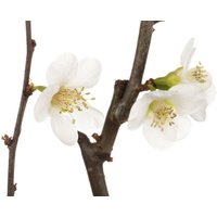 Kategorie <b>Laubbäume </b> - Chaenomeles x superba 'Jet Trail' 60 cm Stammhöhe