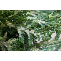 Nadelbäume u. Koniferen - Chamaecyparis lawsoniana 'Sunkist' 25-30 cm