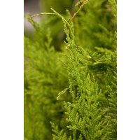 Kategorie <b>Nadelbäume u. Koniferen </b> - Chamaecyparis lawsoniana 'Golden Wonder' 150-175 cm