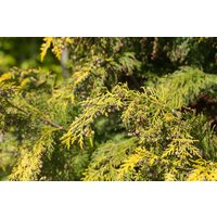 Kategorie <b>Nadelbäume u. Koniferen </b> - Chamaecyparis lawsoniana 'Kelleriis Gold' 175-200 cm