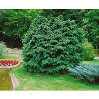 Nadelbäume u. Koniferen - Chamaecyparis lawsoniana 'Nidiformis' 80 cm Stammhöhe