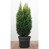 Nadelbäume u. Koniferen - Chamaecyparis lawsoniana 'Snow White' -R- 50-60 cm