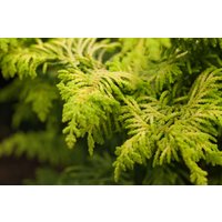 Nadelbäume u. Koniferen - Chamaecyparis obtusa 'Fernspray Gold' 15-20 cm