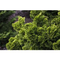 Nadelbäume u. Koniferen - Chamaecyparis obtusa 'Nana Aurea' 100-125 cm