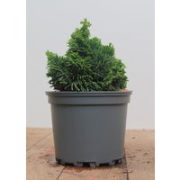 Nadelbäume u. Koniferen - Chamaecyparis obtusa 'Nana Gracilis' ca. 12 cm Topf (Wuchs jahreszeitlich)