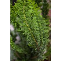 Nadelbäume u. Koniferen - Chamaecyparis obtusa 'Teddy Bear' 25-30 cm