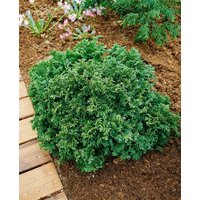 Nadelbäume u. Koniferen - Chamaecyparis pisifera 'Plumosa Nana' 80-100 cm