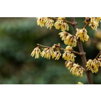Kategorie <b>Blütensträucher und Ziergehölze </b> - Chimonanthus praecox 60-80 cm