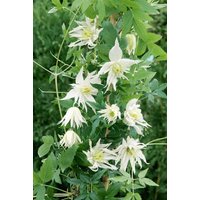 Kategorie <b>Clematis </b> - Clematis alpina Albina Plena 60-100 cm