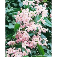 Kletterpflanzen - Clematis armandii 'Apple Blossom' 100-150 cm