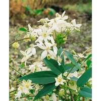 Kletterpflanzen - Clematis armandii 'Snowdrift' 100-150 cm