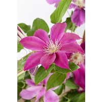 Kategorie <b>Produkt nicht gewünscht </b> - Clematis Hybrid 'Comtesse de Bouchaud' 150-200 cm