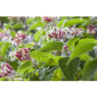 Kategorie <b>Produkt nicht gewünscht </b> - Clerodendrum trichotomum fargesii 100-125 cm