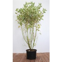 Kategorie <b>Hecken </b> - Cornus alba 'Elegantissima' 100-125 cm