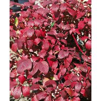 Kategorie <b>Produkt nicht gewünscht </b> - Cornus alba 'Baton Rouge' -R- 60-100 cm