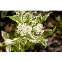 Laubbäume - Cornus alba 'Sibirica Variegata' 80-100 cm