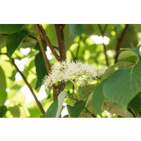 Kategorie <b>Blütensträucher und Ziergehölze </b> - Cornus alternifolia 100-125 cm