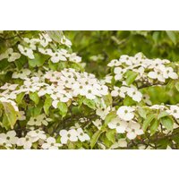 Laubbäume - Cornus kousa 175-200 cm