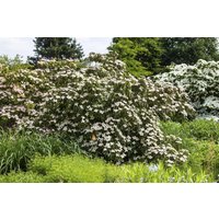 Blütensträucher und Ziergehölze - Cornus kousa 'Cappucino' 125-150 cm