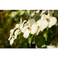 Kategorie <b>Laubbäume </b> - Cornus kousa chinensis 80-100 cm