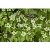 Kategorie <b>Produkt nicht gewünscht </b> - Cornus kousa chinensis 'China Girl' 100-125