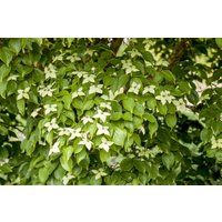 Kategorie <b>Produkt nicht gewünscht </b> - Cornus kousa chinensis 'Kreuzdame' 80-100 cm
